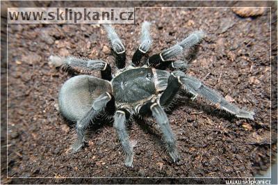 Haplopelma_sp._Cambodgia